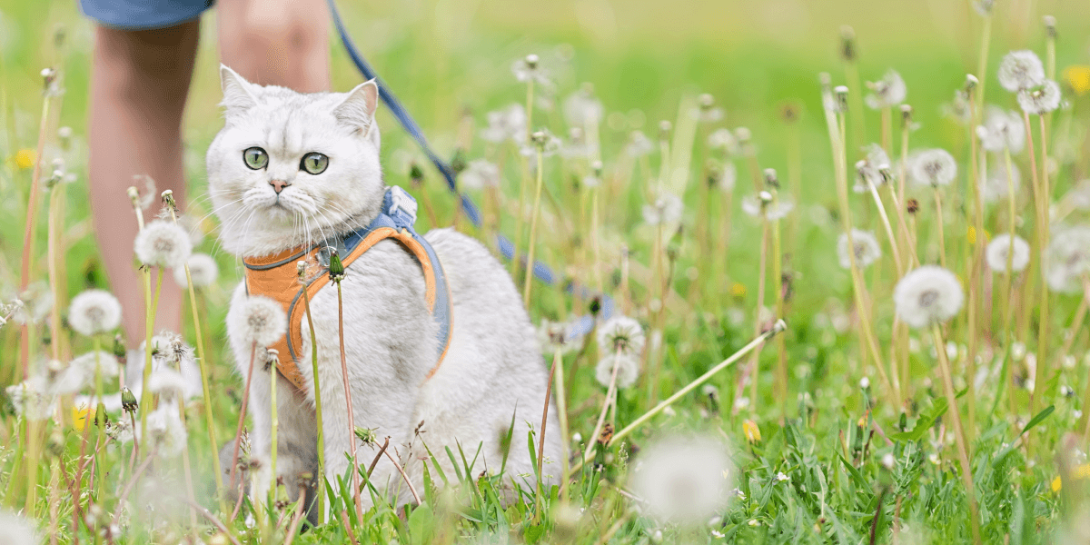 A refreshing new vet experience starts here